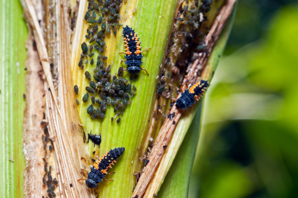 Larvy lienky požierajú vošky